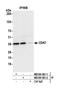 CAK antibody, NB100-581, Novus Biologicals, Western Blot image 