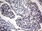 SAP30 Binding Protein antibody, LS-C789821, Lifespan Biosciences, Immunohistochemistry frozen image 