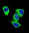DNA Topoisomerase II Alpha antibody, LS-C160114, Lifespan Biosciences, Immunofluorescence image 