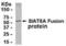 ST8 Alpha-N-Acetyl-Neuraminide Alpha-2,8-Sialyltransferase 1 antibody, XW-8145, ProSci, Western Blot image 