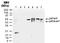 Apoptosis-inducing factor 1, mitochondrial antibody, TA337148, Origene, Western Blot image 