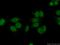 Tuftelin Interacting Protein 11 antibody, 14436-1-AP, Proteintech Group, Immunofluorescence image 