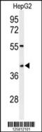 WD Repeat Domain 82 antibody, MBS9201610, MyBioSource, Western Blot image 