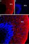 Solute Carrier Family 12 Member 2 antibody, PA5-77548, Invitrogen Antibodies, Immunohistochemistry paraffin image 