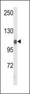 Heat Shock Protein Family A (Hsp70) Member 4 Like antibody, LS-C165062, Lifespan Biosciences, Western Blot image 