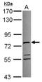 ATPase Family AAA Domain Containing 3A antibody, NBP2-14881, Novus Biologicals, Western Blot image 