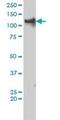 Tripartite Motif Containing 24 antibody, H00008805-M01, Novus Biologicals, Western Blot image 