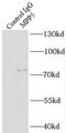Membrane Palmitoylated Protein 5 antibody, FNab05289, FineTest, Immunoprecipitation image 