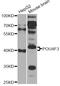 POU Class 4 Homeobox 3 antibody, LS-C749063, Lifespan Biosciences, Western Blot image 