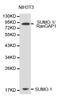 Small Ubiquitin Like Modifier 1 antibody, STJ29819, St John