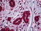 E3 ubiquitin-protein ligase Mdm2 antibody, 51-754, ProSci, Immunohistochemistry paraffin image 