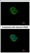 Synaptotagmin 6 antibody, NBP2-20547, Novus Biologicals, Immunofluorescence image 