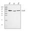 Interleukin 34 antibody, A06903-3, Boster Biological Technology, Western Blot image 