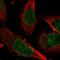 Zinc Finger Protein 124 antibody, HPA031127, Atlas Antibodies, Immunofluorescence image 