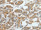 N-Acylsphingosine Amidohydrolase 1 antibody, CSB-PA208943, Cusabio, Immunohistochemistry frozen image 
