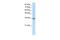 Transformer 2 Beta Homolog antibody, PA5-41788, Invitrogen Antibodies, Western Blot image 