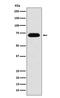 Nucleoporin 62 antibody, M03950, Boster Biological Technology, Western Blot image 