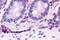 Hepatocyte Nuclear Factor 4 Gamma antibody, GTX78089, GeneTex, Immunohistochemistry paraffin image 