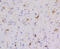 p65 antibody, 13-935, ProSci, Immunofluorescence image 