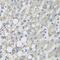 Proline Dehydrogenase 1 antibody, GTX33428, GeneTex, Immunohistochemistry paraffin image 