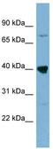 WD Repeat Domain 55 antibody, TA344973, Origene, Western Blot image 