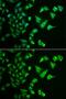 Dehydrogenase/Reductase 2 antibody, GTX33152, GeneTex, Immunofluorescence image 
