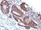 Transgelin antibody, NBP2-48073, Novus Biologicals, Immunohistochemistry paraffin image 