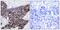Gap Junction Protein Alpha 1 antibody, GTX50286, GeneTex, Immunohistochemistry paraffin image 