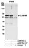 LSM14A MRNA Processing Body Assembly Factor antibody, A305-102A, Bethyl Labs, Immunoprecipitation image 