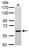 Seryl-TRNA Synthetase 2, Mitochondrial antibody, PA5-31472, Invitrogen Antibodies, Western Blot image 