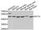 Synaptotagmin 4 antibody, STJ110048, St John