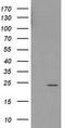 Pseudouridine 5'-Phosphatase antibody, TA502557, Origene, Western Blot image 