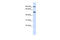 LOL antibody, ARP54781_P050, Aviva Systems Biology, Western Blot image 