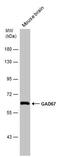 Glutamate Decarboxylase 1 antibody, MA5-27816, Invitrogen Antibodies, Western Blot image 