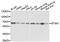 Splicing Factor 3a Subunit 3 antibody, A4465, ABclonal Technology, Western Blot image 