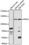 PMS1 Homolog 1, Mismatch Repair System Component antibody, 15-342, ProSci, Western Blot image 