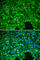 NFKB Inhibitor Alpha antibody, A1187, ABclonal Technology, Immunofluorescence image 