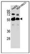 Rap1 GTPase-GDP Dissociation Stimulator 1 antibody, AP53580PU-N, Origene, Western Blot image 