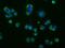 Phosphodiesterase 4A antibody, NBP2-02559, Novus Biologicals, Immunofluorescence image 