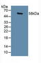 GA Binding Protein Transcription Factor Subunit Alpha antibody, abx128376, Abbexa, Western Blot image 