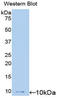 C-C motif chemokine 20 antibody, LS-C299314, Lifespan Biosciences, Western Blot image 