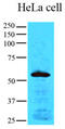 Egl-9 Family Hypoxia Inducible Factor 1 antibody, MBS200156, MyBioSource, Western Blot image 