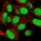 Kin17 DNA And RNA Binding Protein antibody, NBP2-58750, Novus Biologicals, Immunofluorescence image 