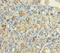 Nucleoporin 153 antibody, A56539-100, Epigentek, Immunohistochemistry paraffin image 