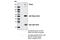 RPTOR Independent Companion Of MTOR Complex 2 antibody, 5379S, Cell Signaling Technology, Immunoprecipitation image 