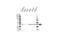 Proteasome 26S Subunit, Non-ATPase 14 antibody, VPA00493, Bio-Rad (formerly AbD Serotec) , Western Blot image 