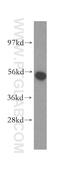 Asparaginyl-TRNA Synthetase 2, Mitochondrial antibody, 15714-1-AP, Proteintech Group, Western Blot image 