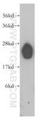 Lin-7 Homolog B, Crumbs Cell Polarity Complex Component antibody, 12732-1-AP, Proteintech Group, Western Blot image 