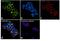 Insulin Receptor antibody, AHR0221, Invitrogen Antibodies, Immunofluorescence image 