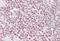 IKAROS Family Zinc Finger 1 antibody, orb20354, Biorbyt, Immunohistochemistry paraffin image 